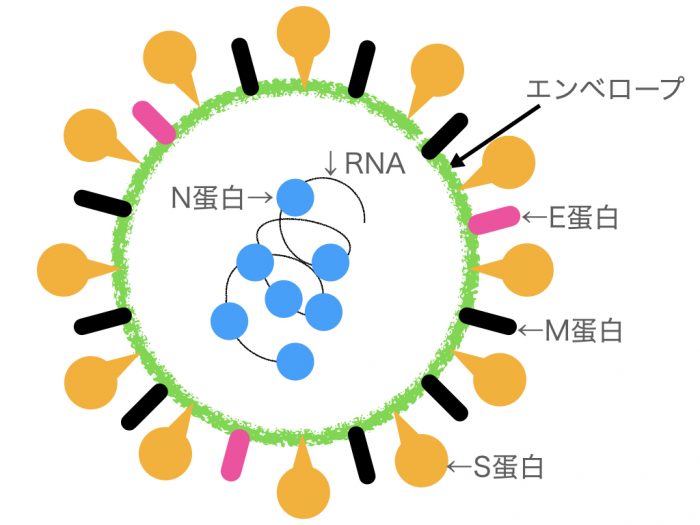 コロナウイルス の構造